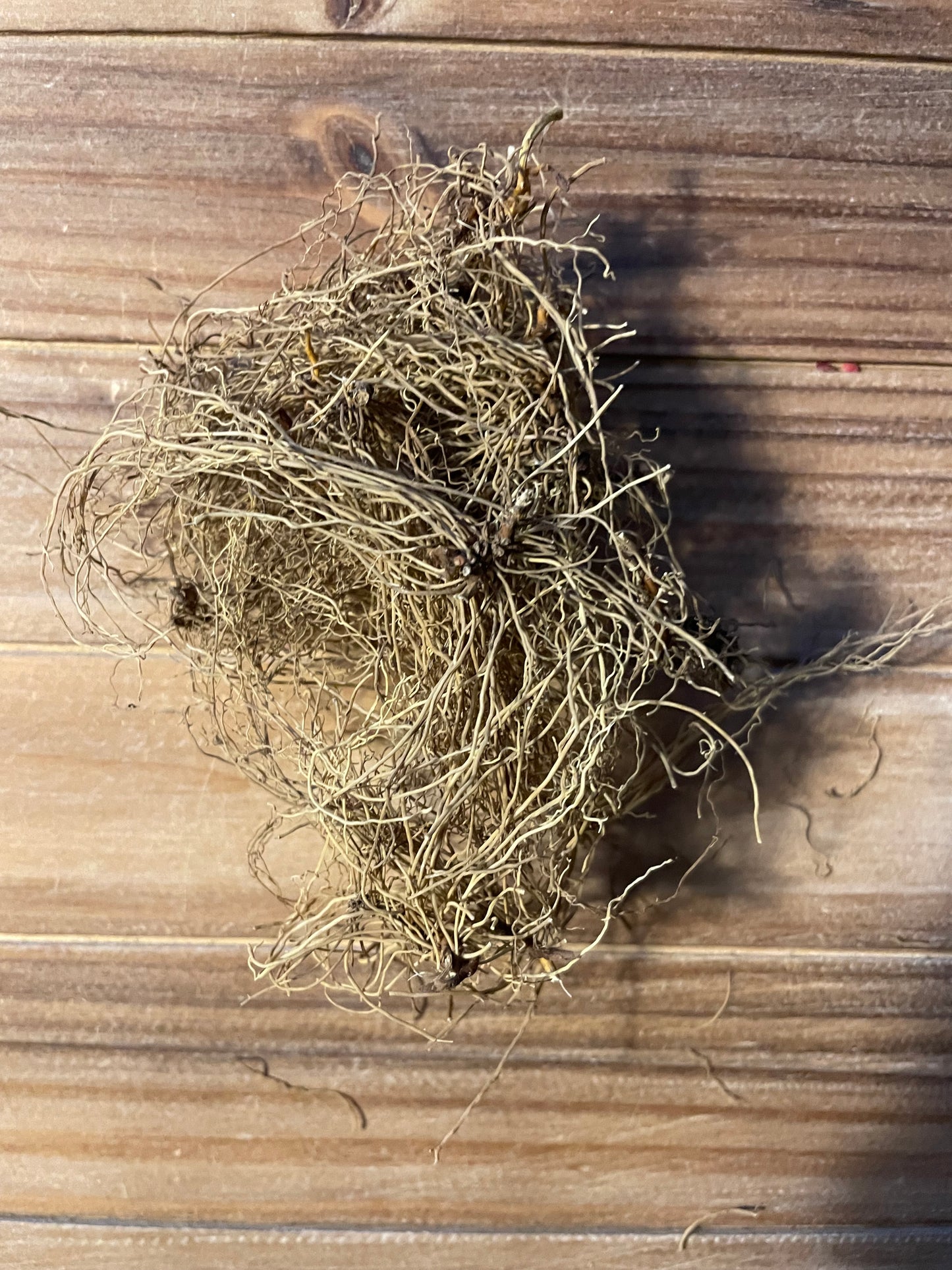 Virginia Snake Root (Aristolochia serpentaria)