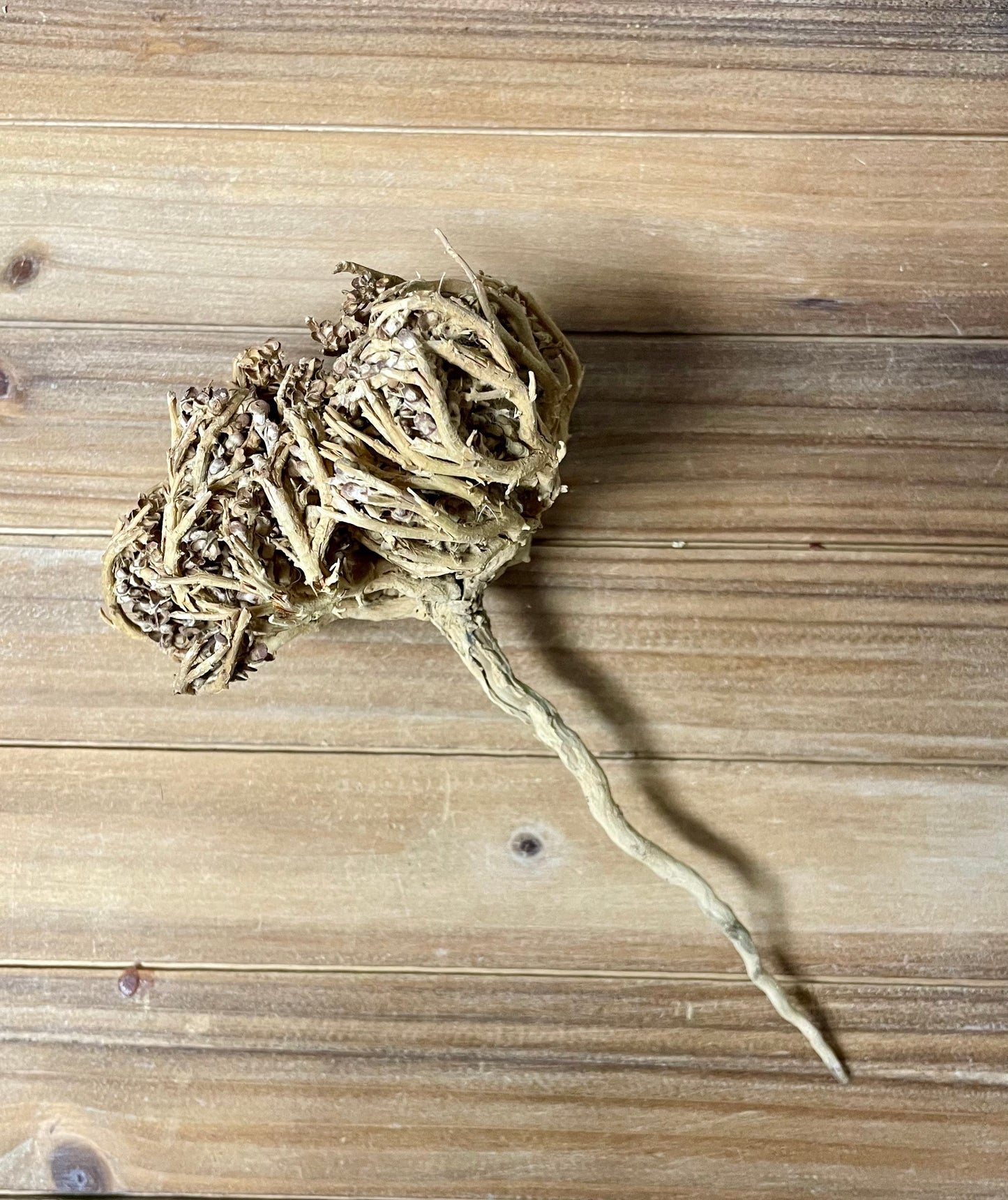 True Rose of Jericho (Anastatica hierochuntica)