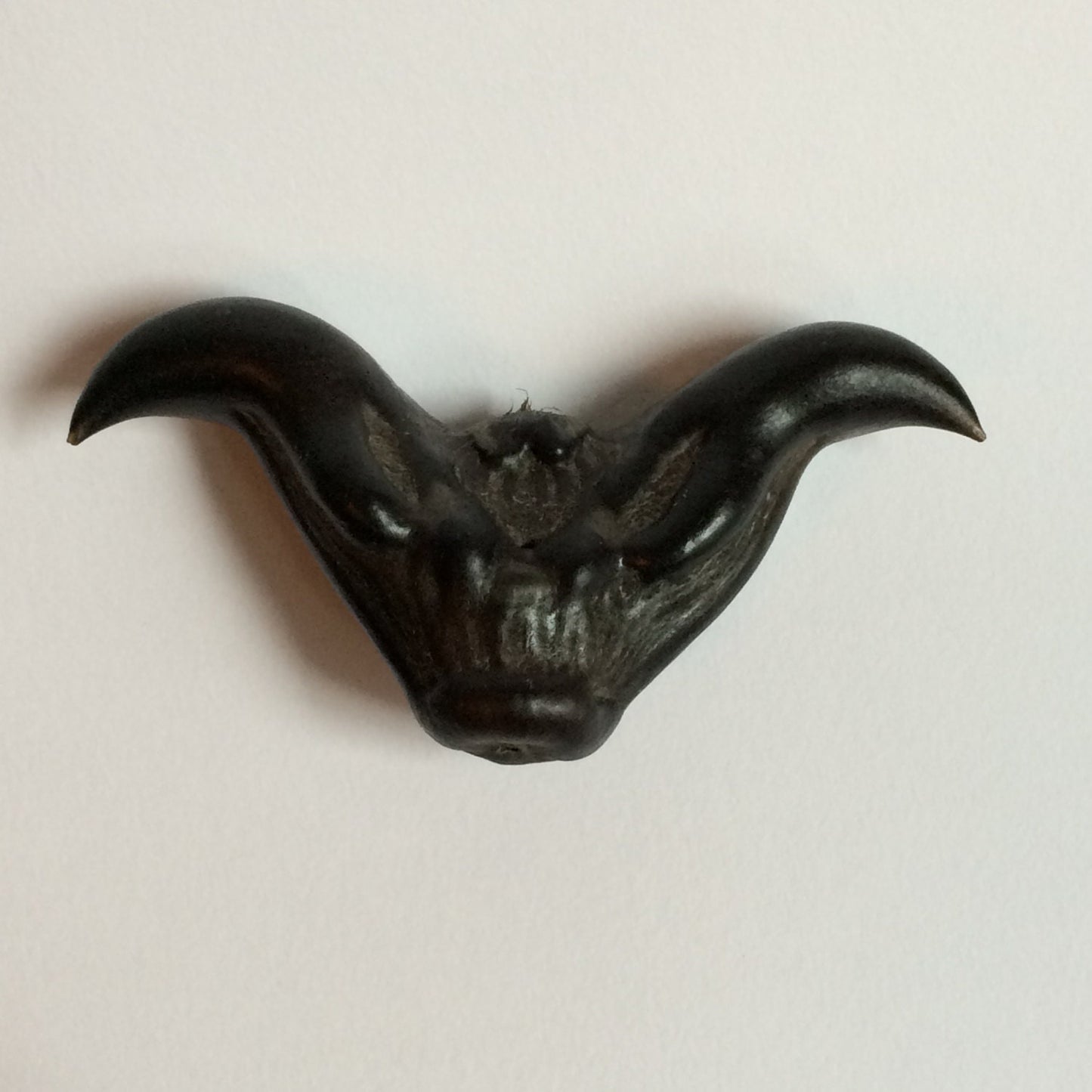 Devil Pod or Bat Nut