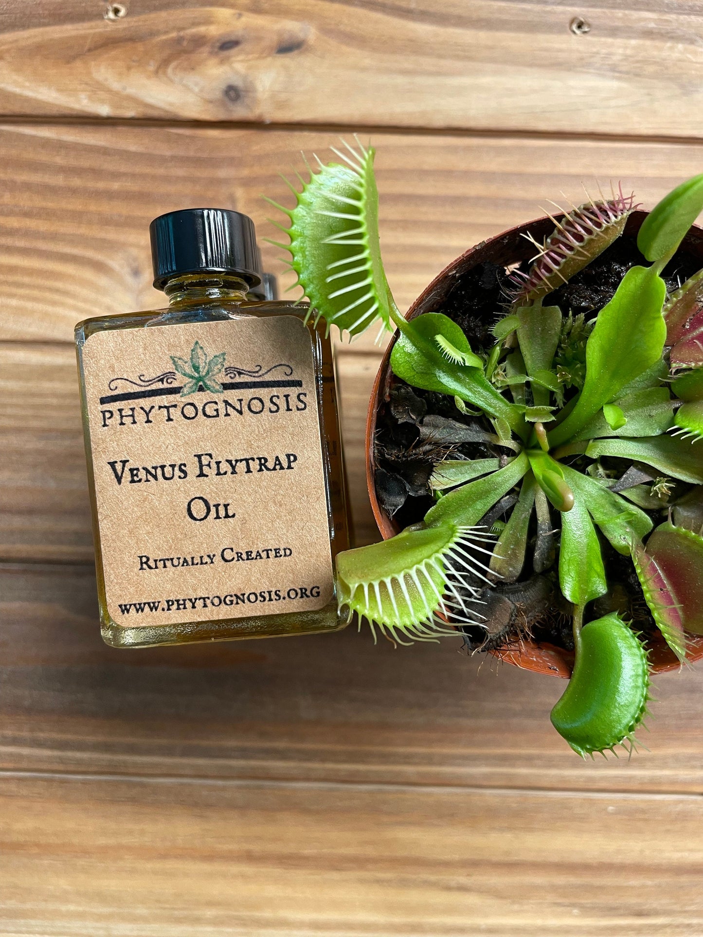 Venus Fly Trap Conjure Oil - For capturing your desires and locking onto them tightly.