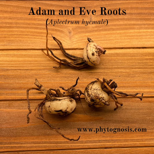 Phytognosis Adam and Eve Root