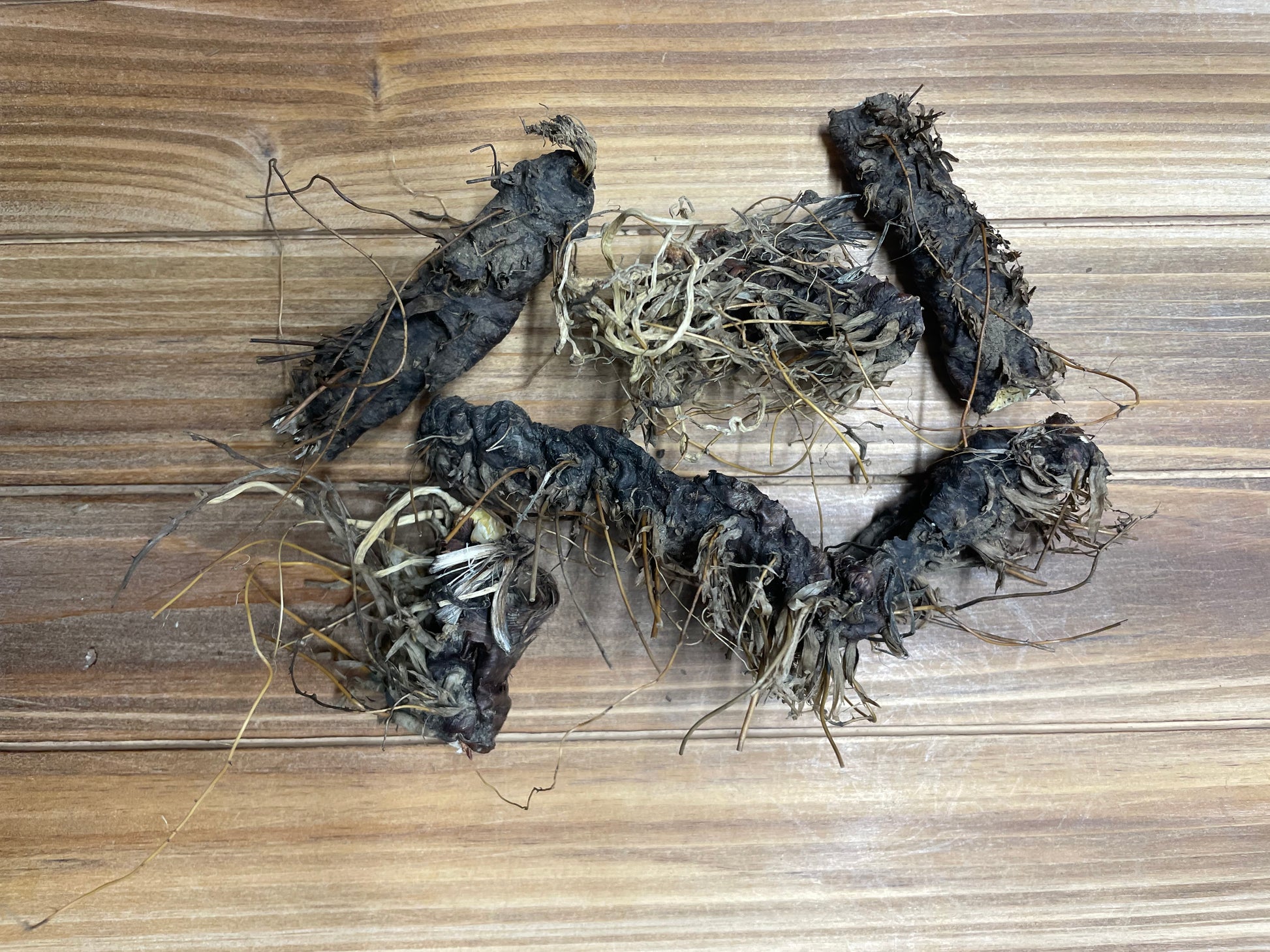 Genuine Jezebel Root used in traditional conjure and spiritual work