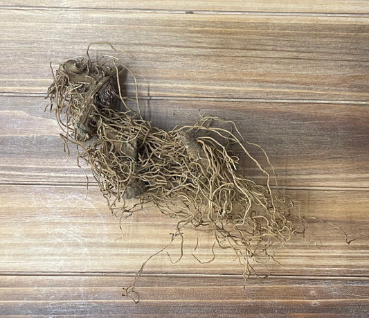 blue cohosh root phytognosis