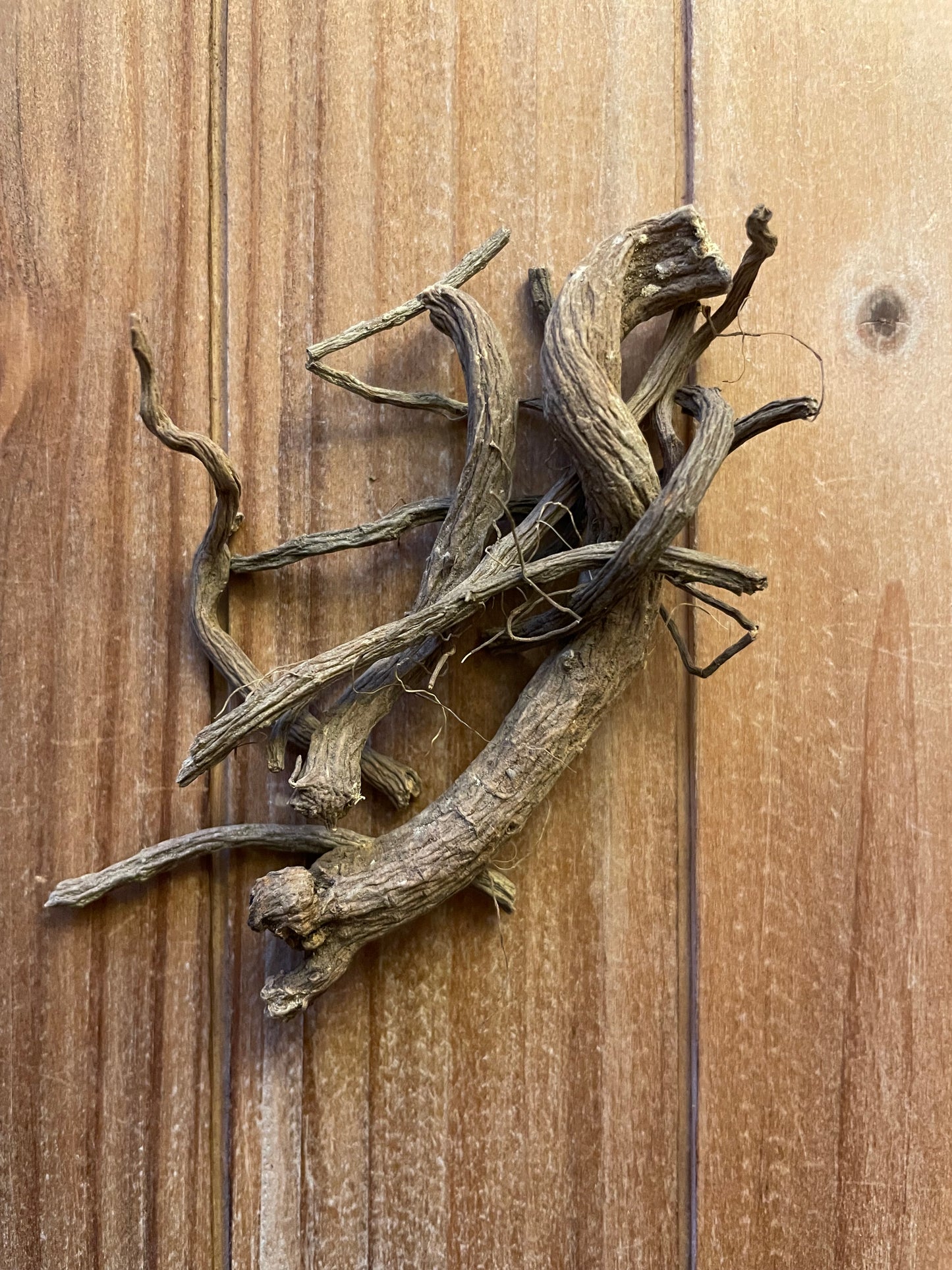 Sampson Snake Root (Echinacea angustifolia)