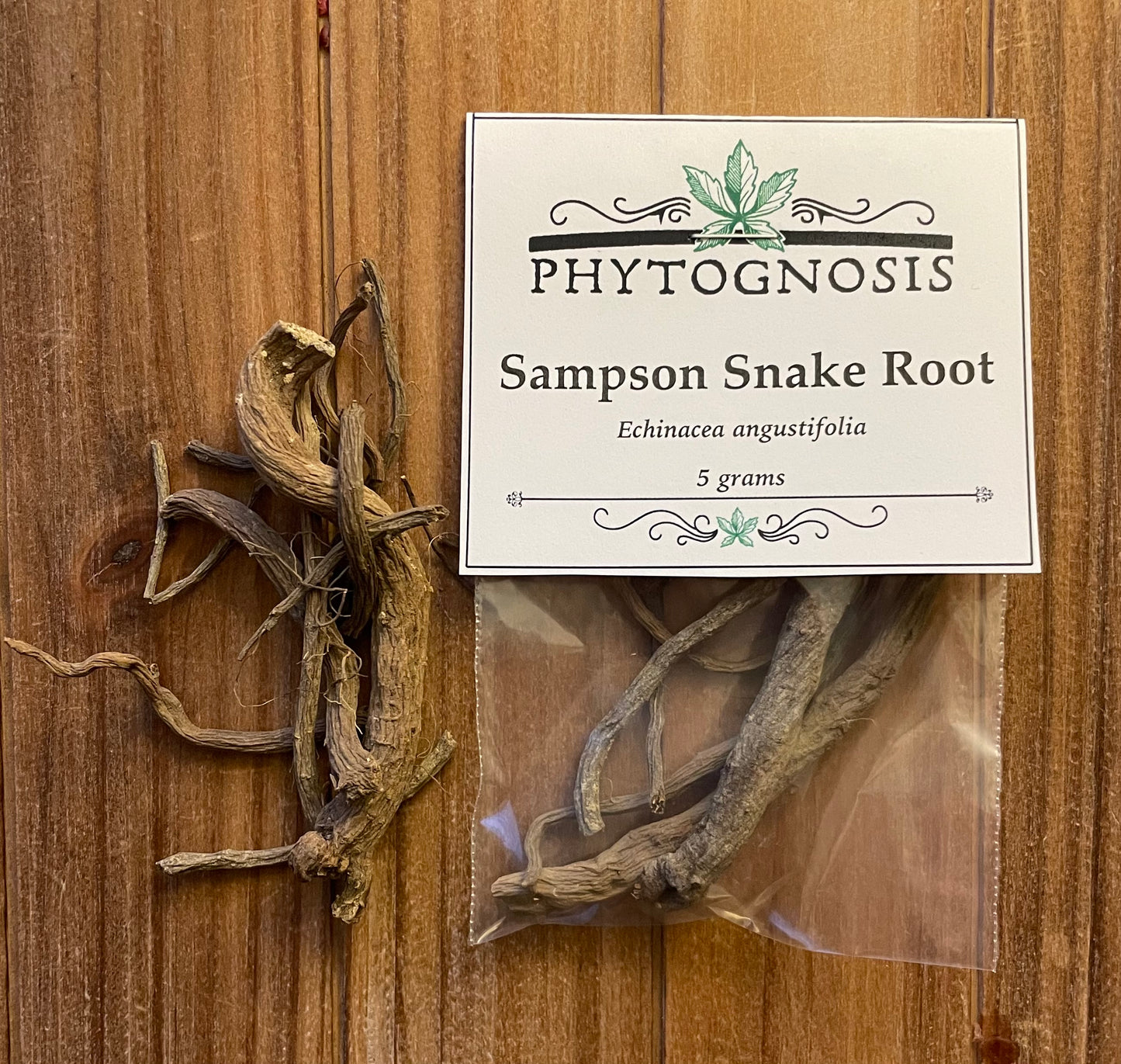 Sampson Snake Root (Echinacea angustifolia)