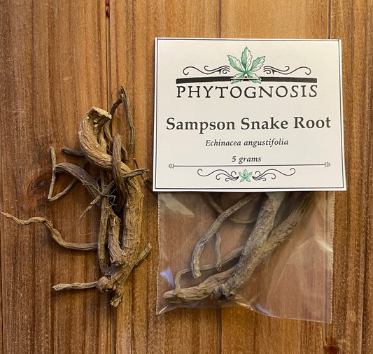Sampson Snake Root (Echinacea angustifolia)