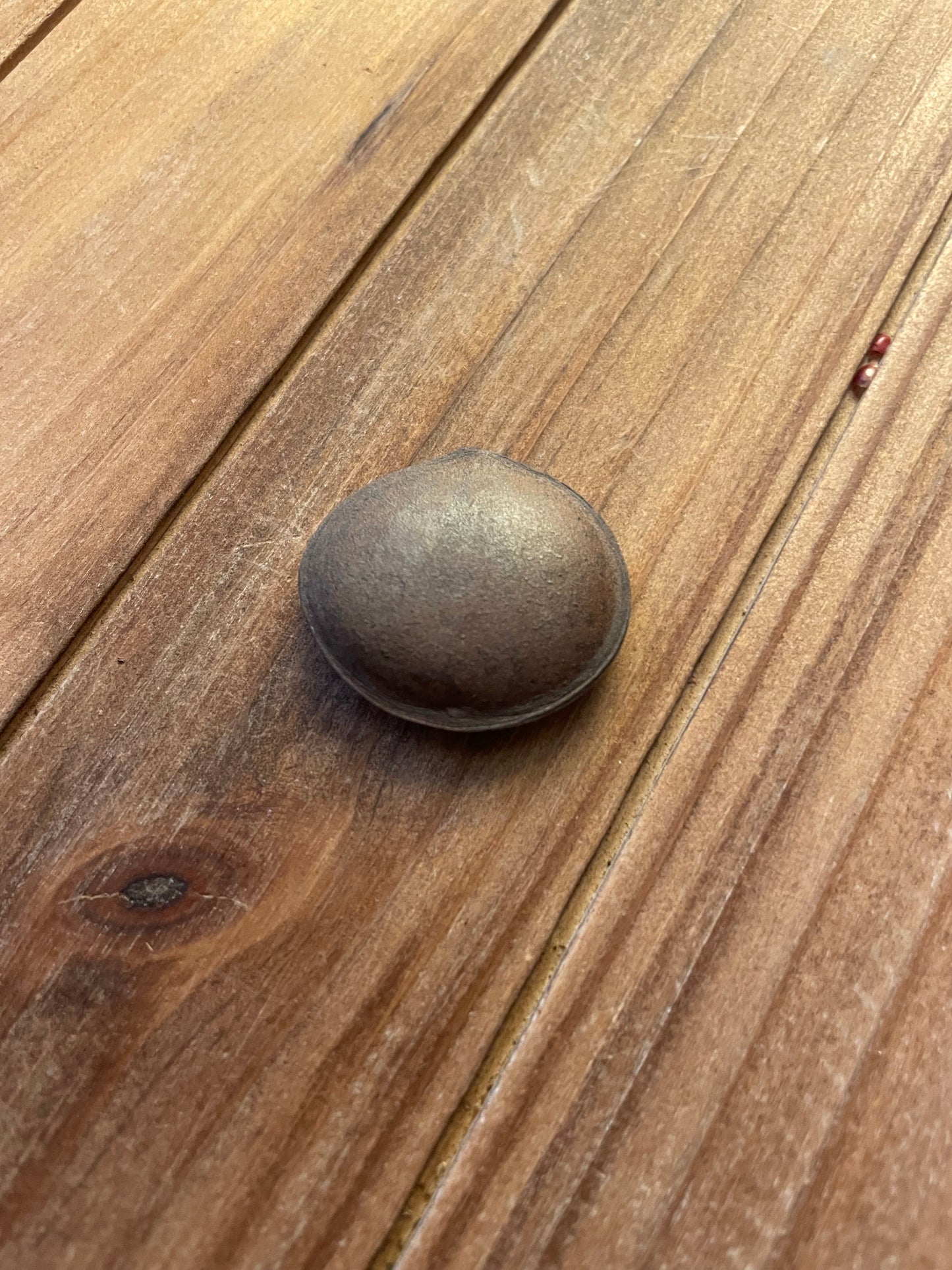 Saint Ignatius Beans (Strychnos ignatii)