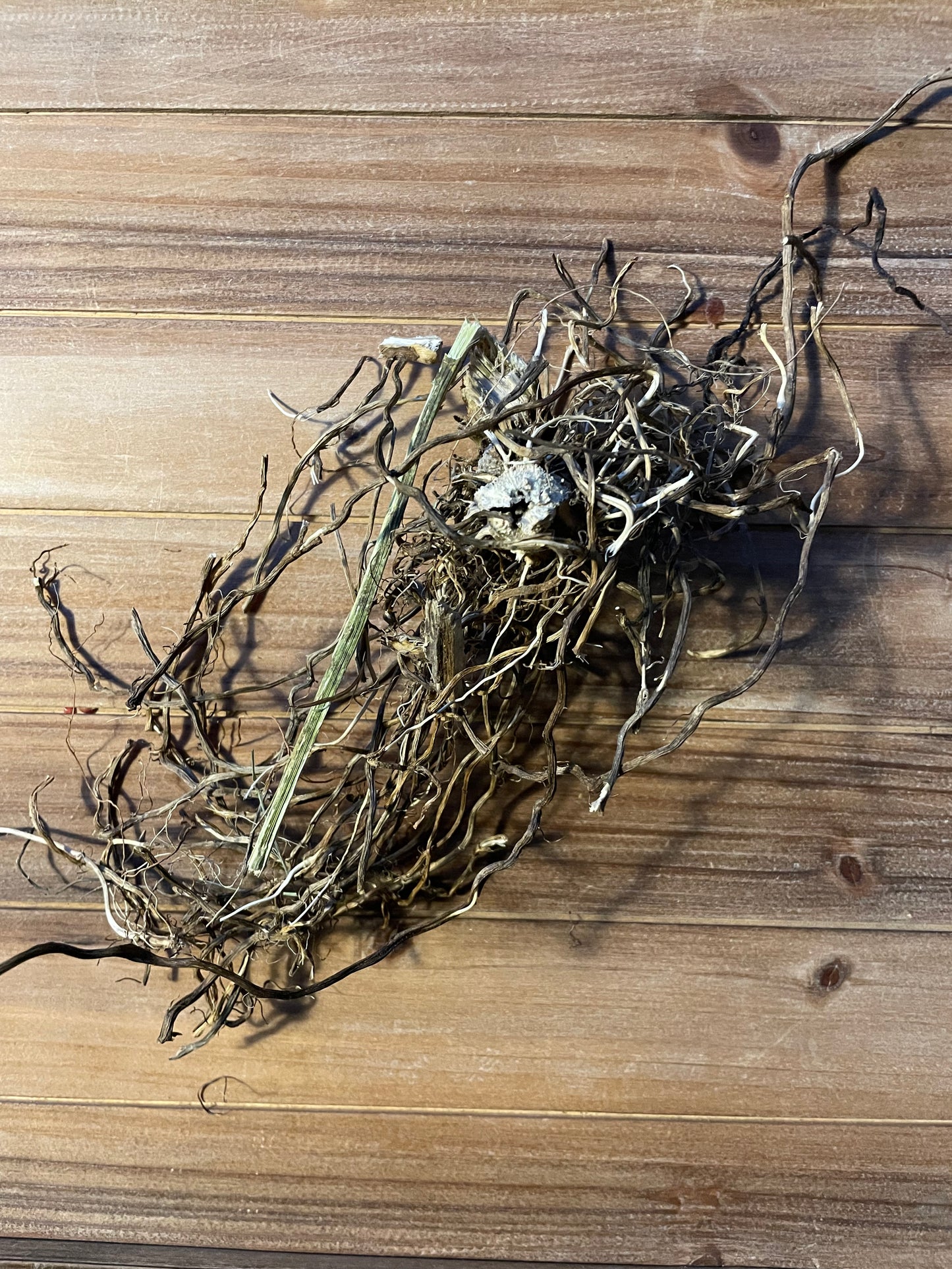 Gravel Root - Joe Pye Weed Root