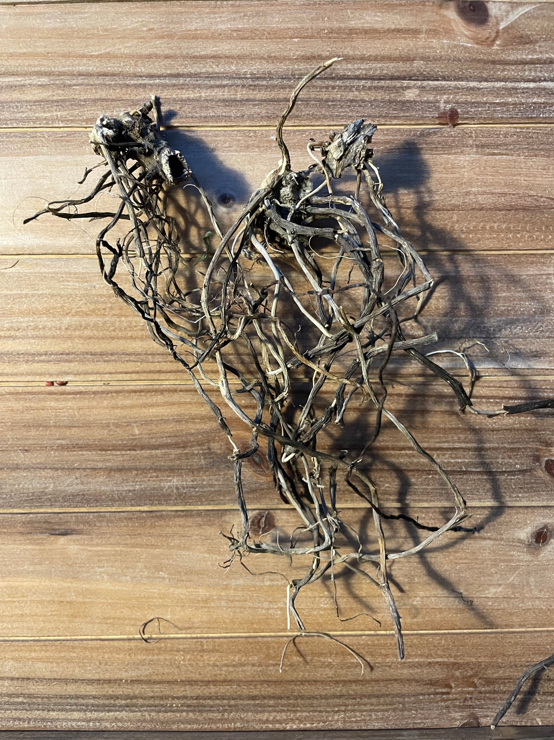 Gravel Root botanical for job interview luck workplace success and money drawing magick