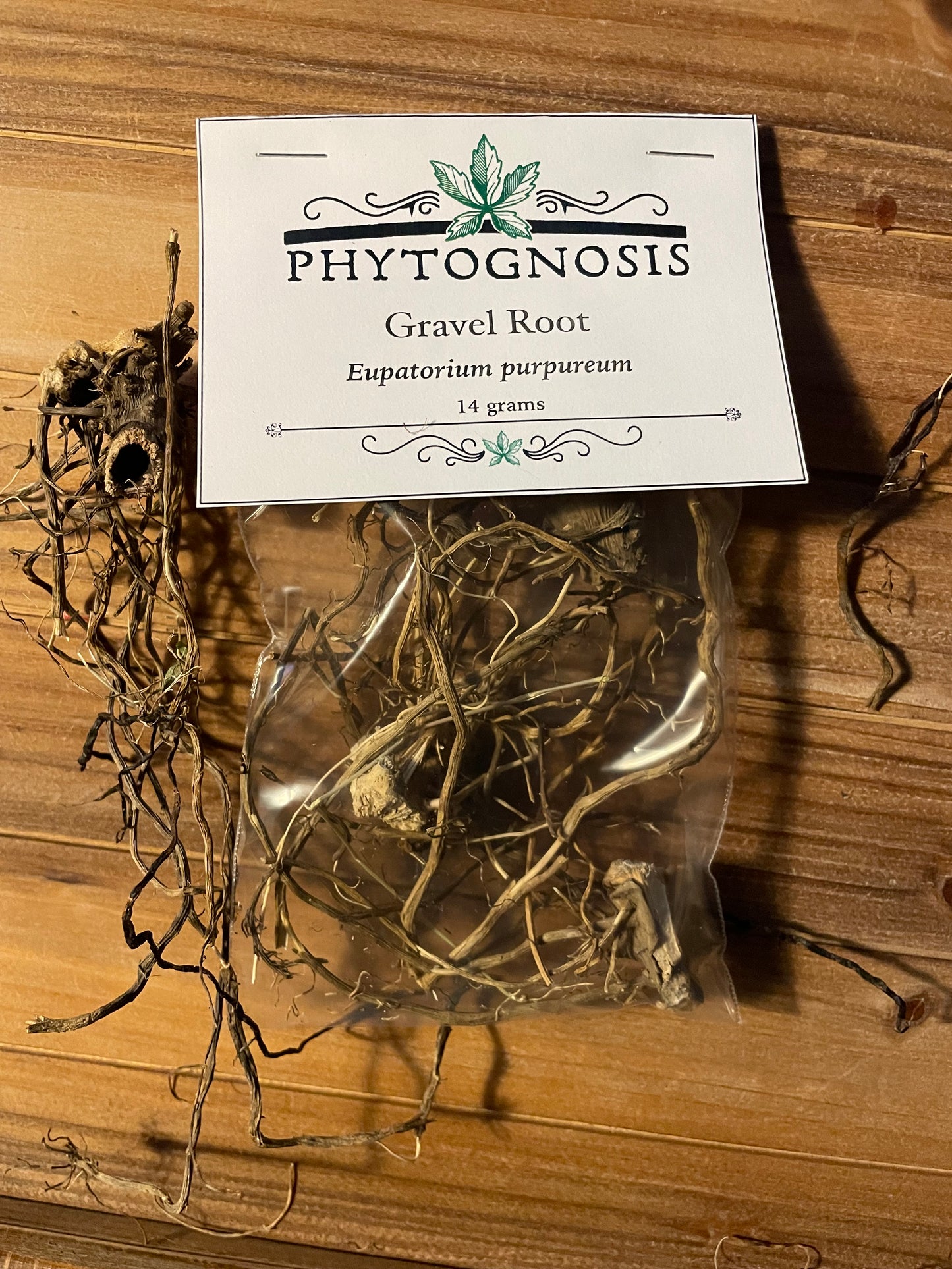 Gravel Root botanical for job interview luck workplace success and money drawing magic Phytognosis