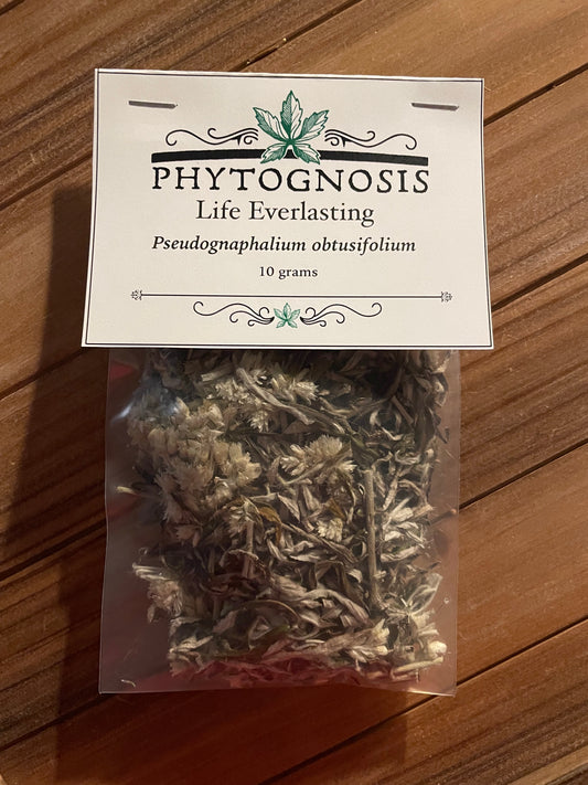 Life Everlasting Rabbit Tobacco for longevity spells ancestor work and protection from spirits in folk magic