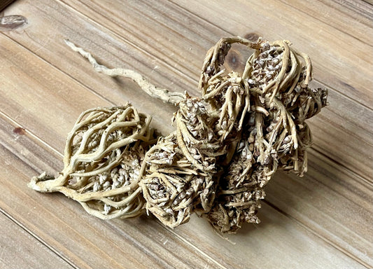 True Rose of Jericho (Anastatica hierochuntica)