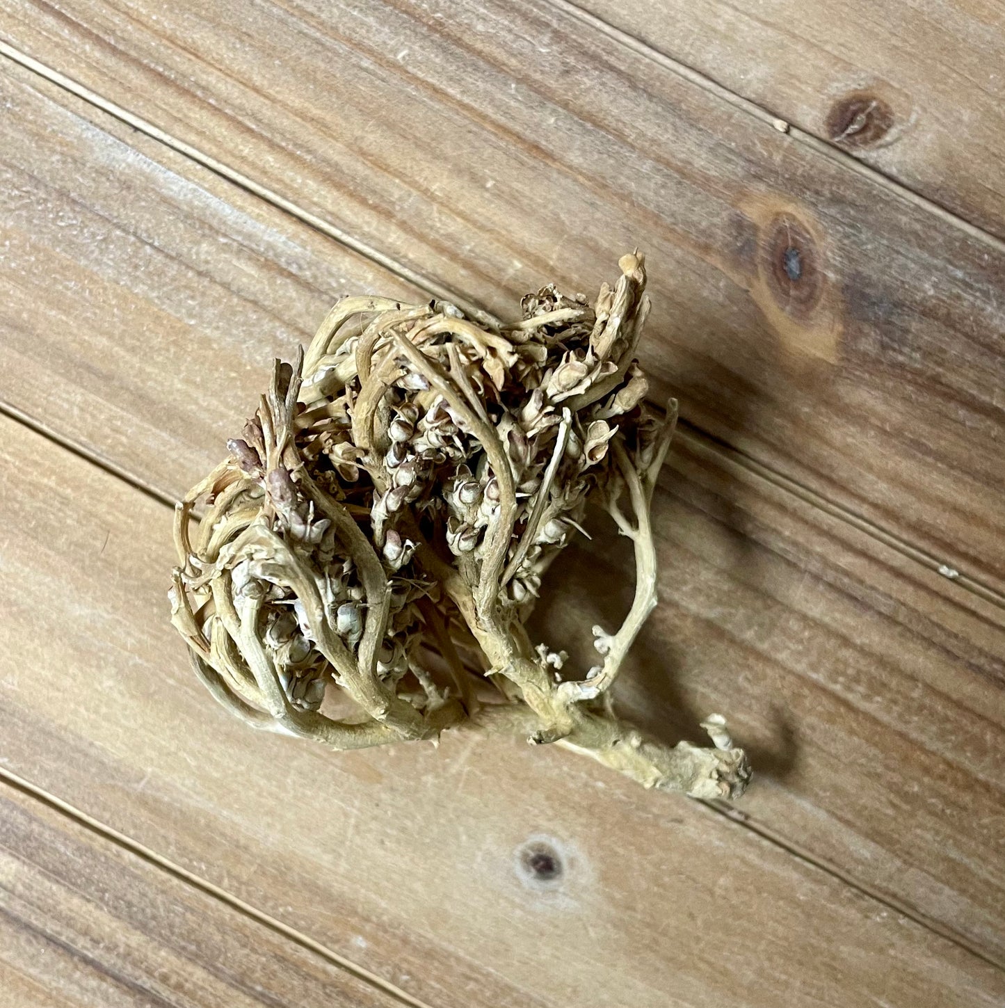 True Rose of Jericho (Anastatica hierochuntica)