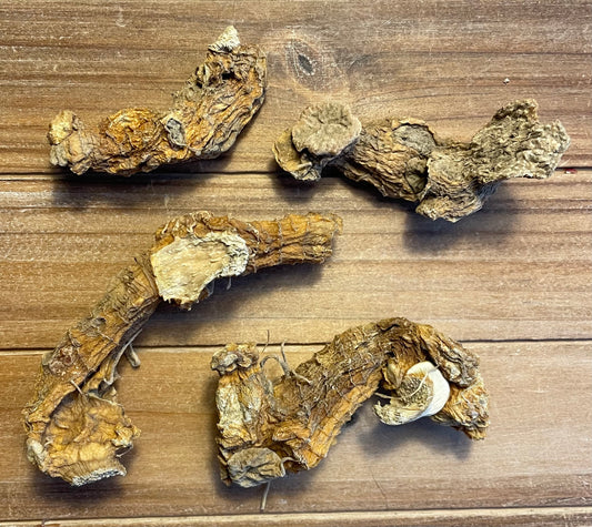 Solomon's Seal root for Hoodoo protection work, sealing spells, and wisdom rituals in magical practice