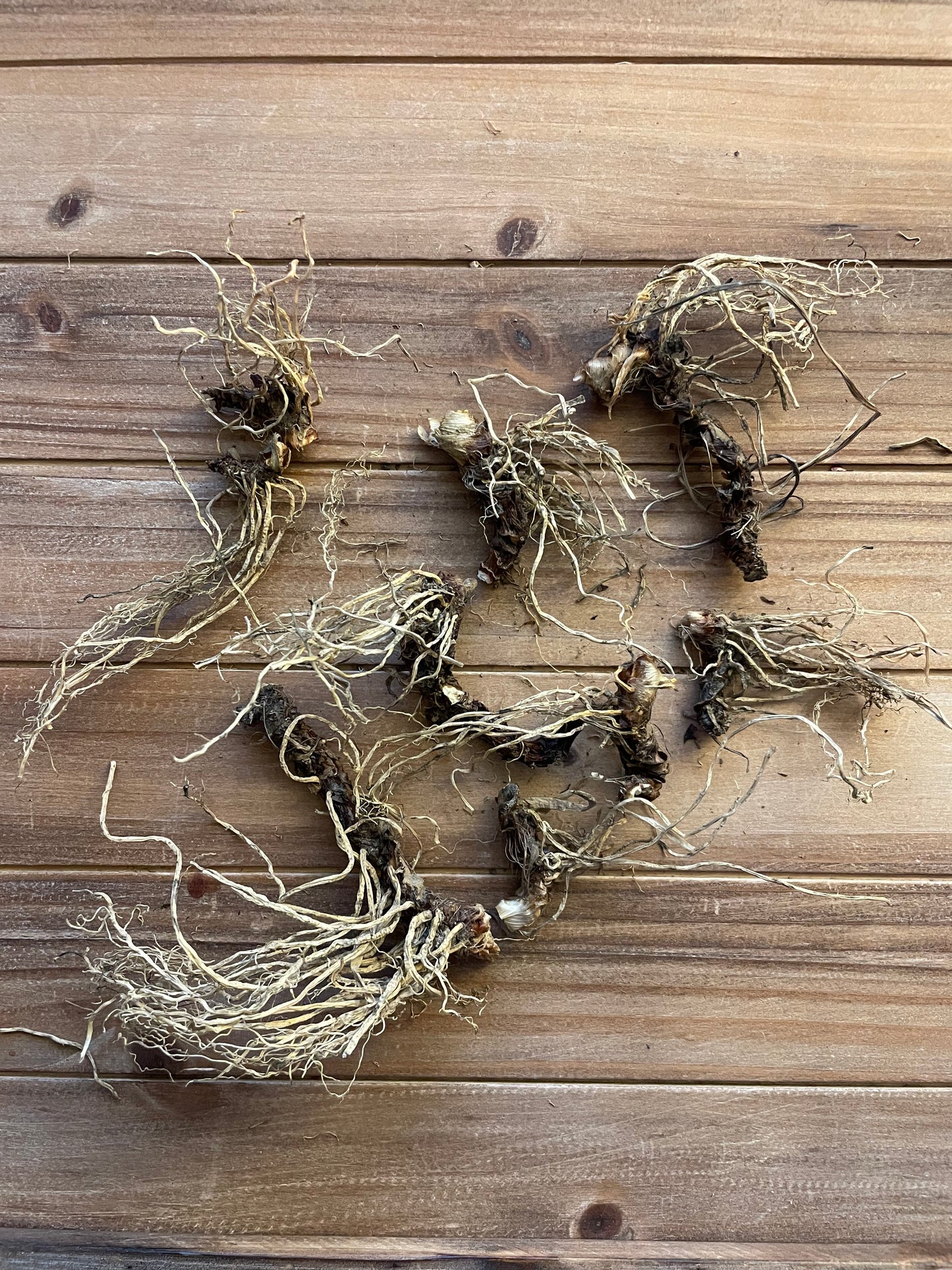 SMALL Jezebel Root - Authentic Louisiana Iris