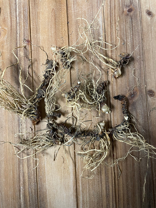 SMALL Jezebel Root - Authentic Louisiana Iris