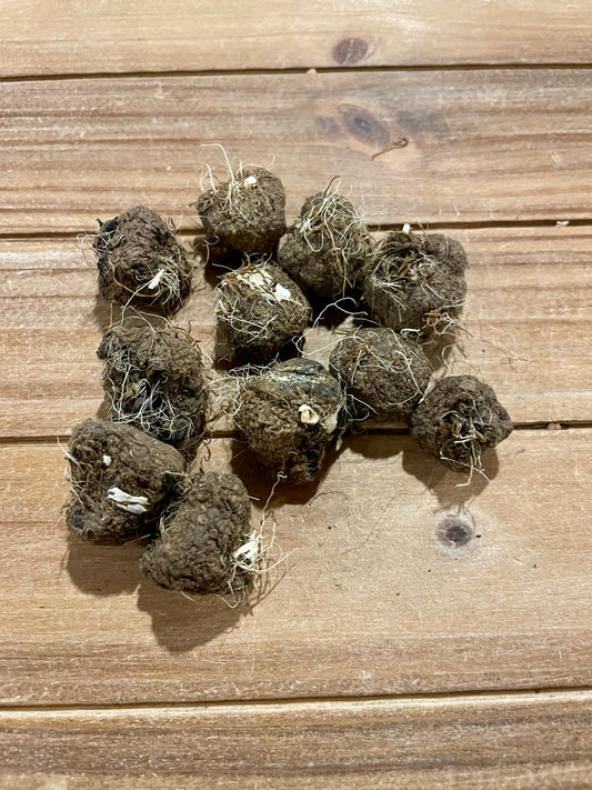 Whole dried Button Snake Root, Liatris species, traditional Hoodoo protective curio