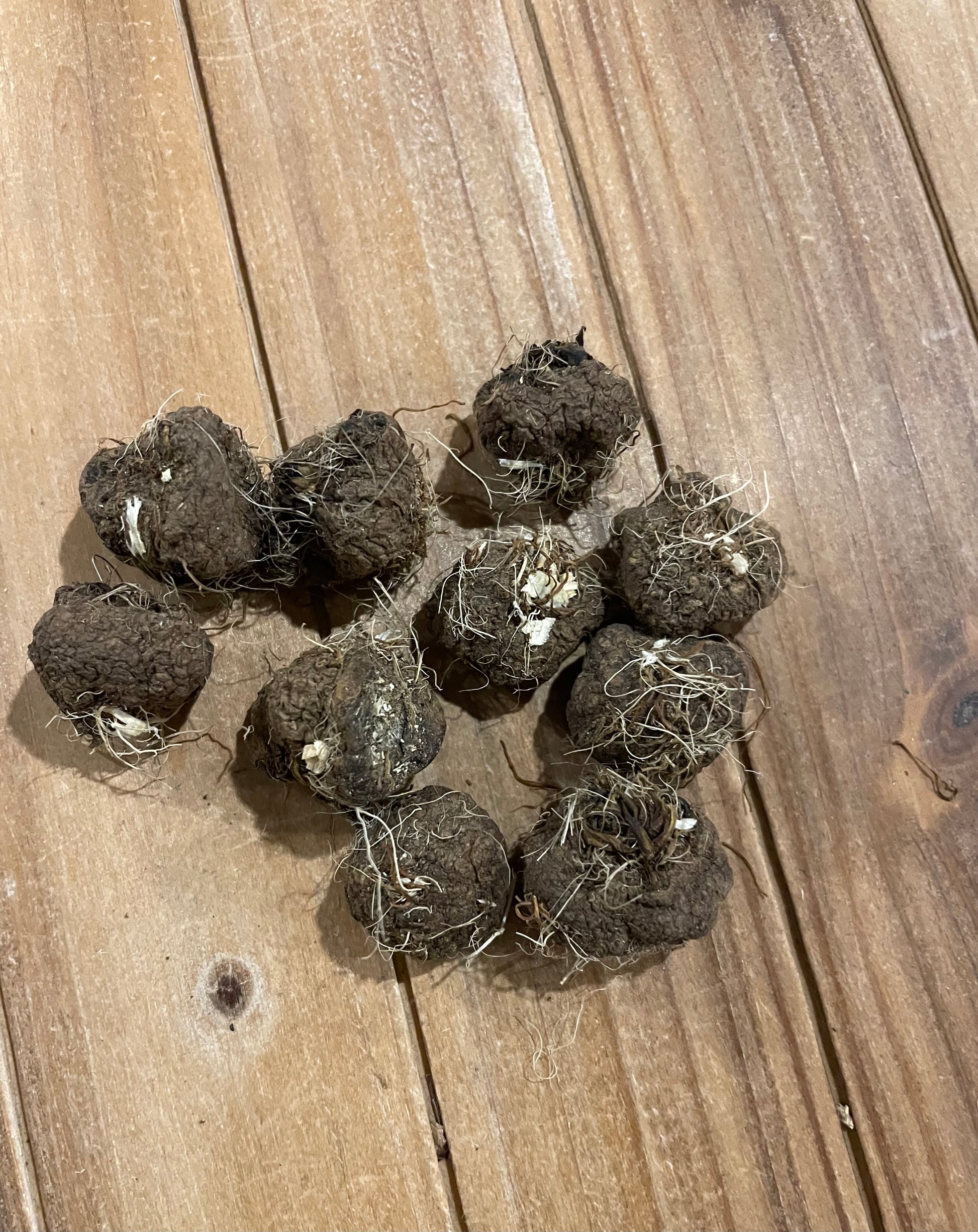 Button Snake Root Liatris whole root for protection and enemy work in rootwork and folk magic