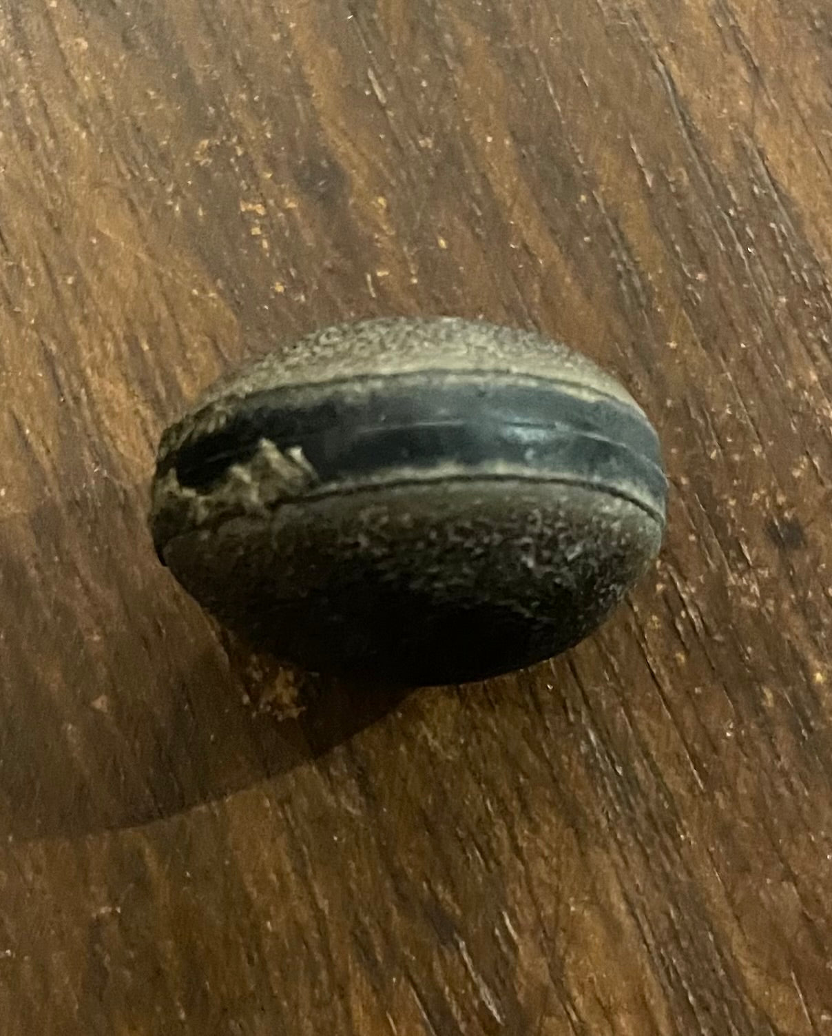 Single Ojo de Venado Deer's Eye seed Mucuna pruriens, natural dark brown apotropaic charm against evil eye