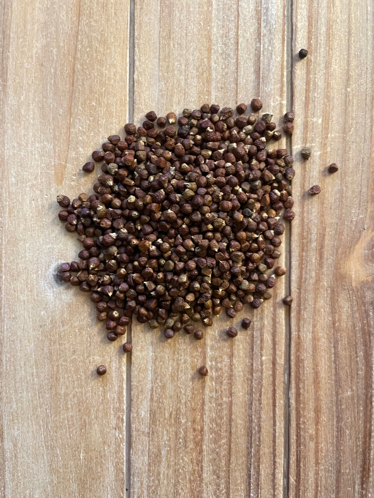 Grains of Paradise