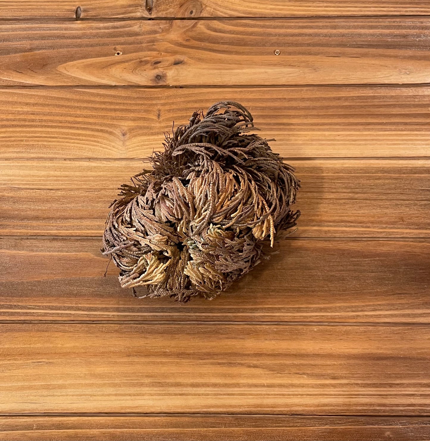 The Resurrection Plant Selaginella lepidophylla Phytognosis dormant