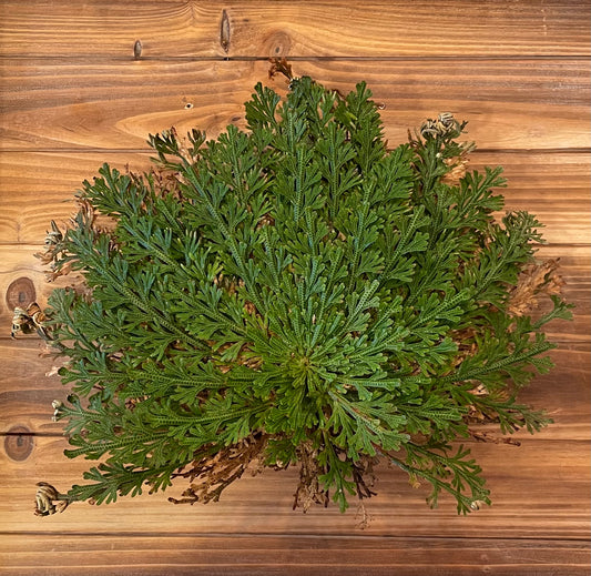 The Resurrection Plant Selaginella lepidophylla Phytognosis alive