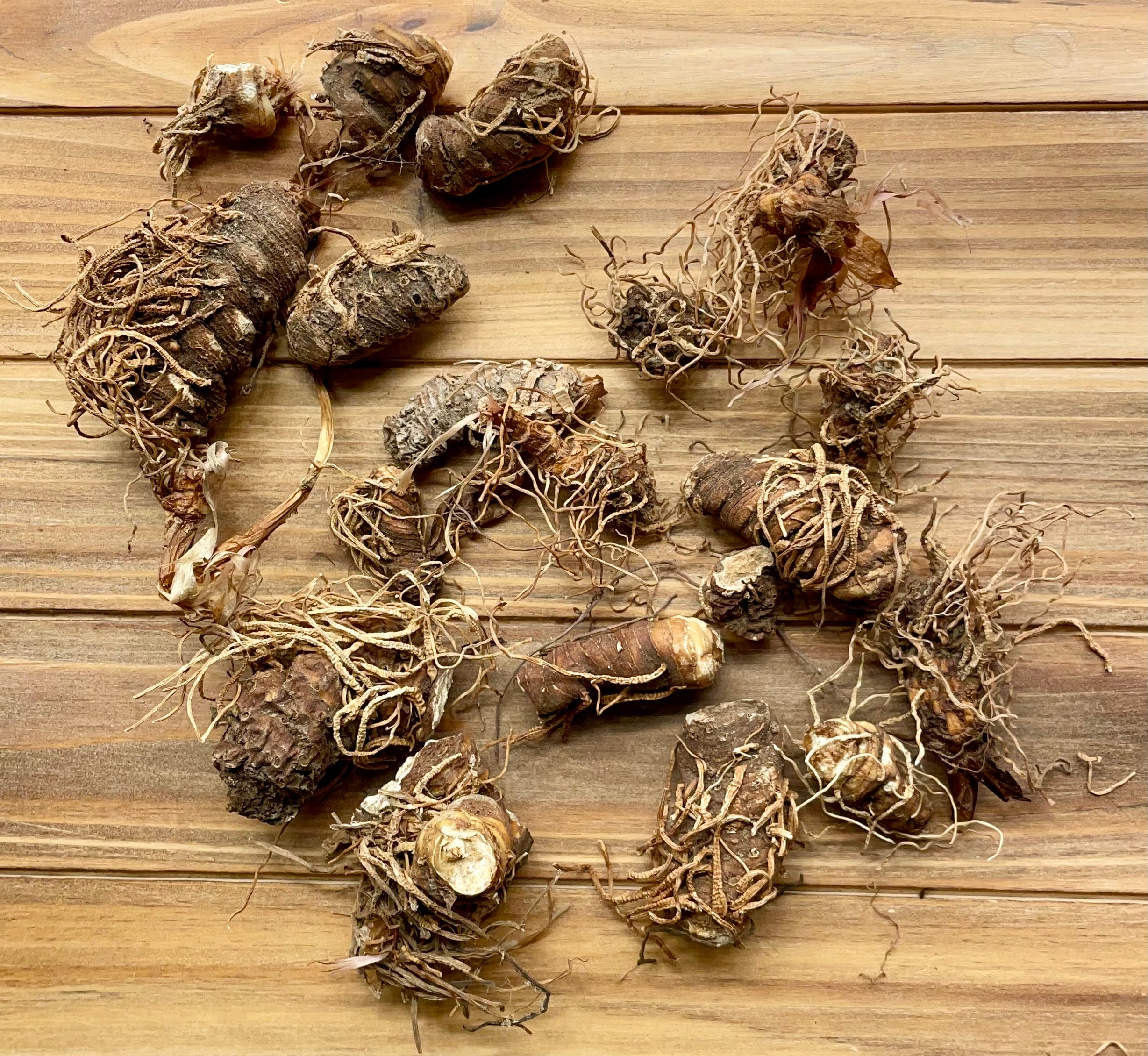 Whole Beth Roots (Southern John, Dixie John, or Trillium Roots ...