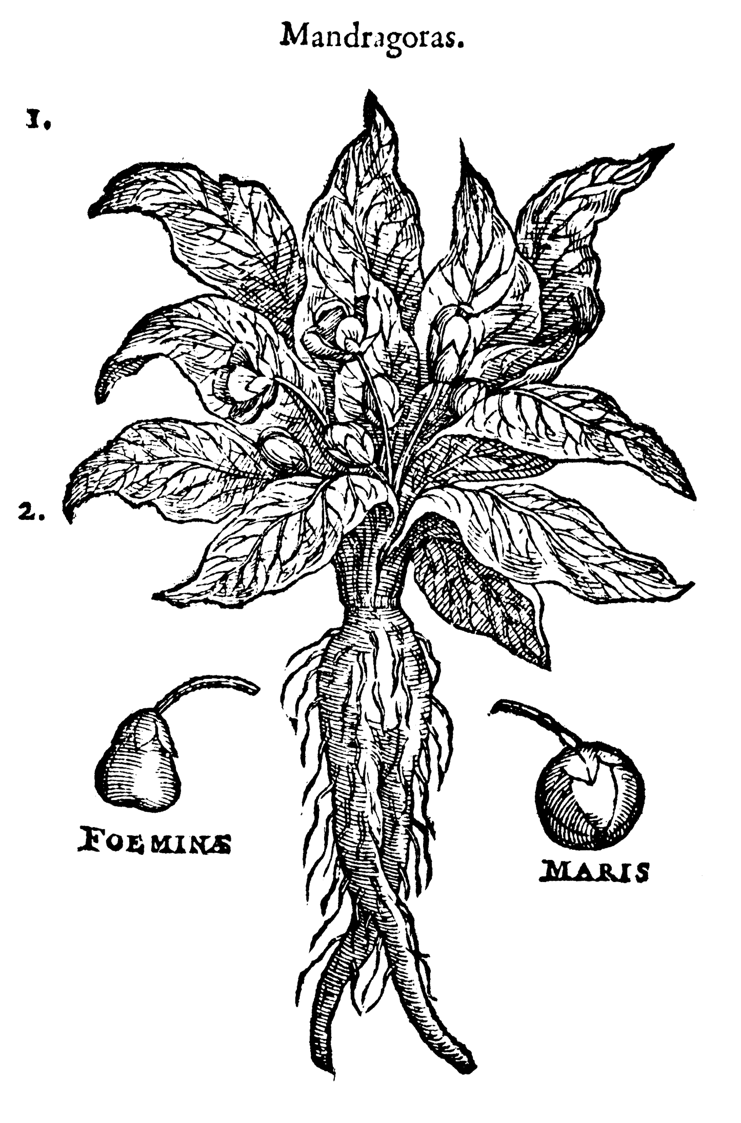 Mandragora officinarum - live Mandrake plants