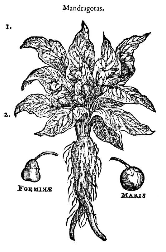 Mandragora officinarum - live Mandrake plants