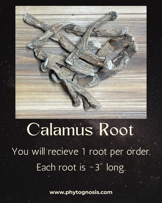 Whole Calamus Root (Acorus calamus)