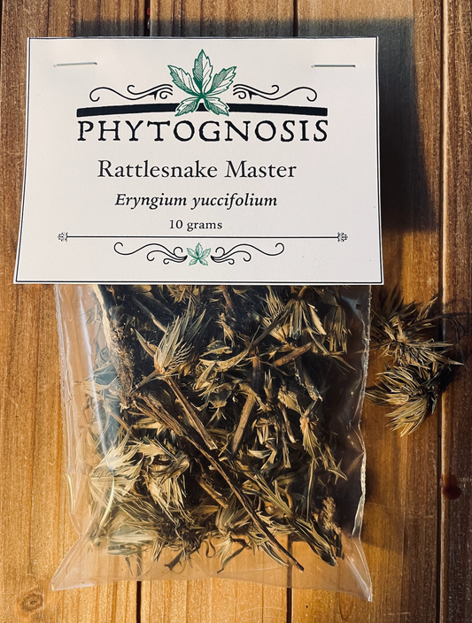 Rattlesnake Master (Eryngium yuccifolium)