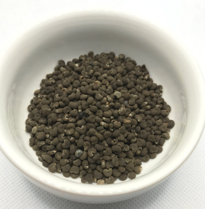 Whole dried Ambrette Seeds Abelmoschus moschatus 14 grams in labeled clear container, Phytognosis natural perfumery botanical
